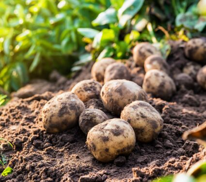 Potatoes.jpg