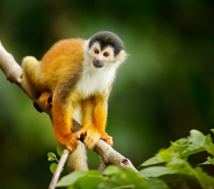 Squirrel,Monkey,,Saimiri,Oerstedii,,Sitting,On,The,Tree,Trunk,With