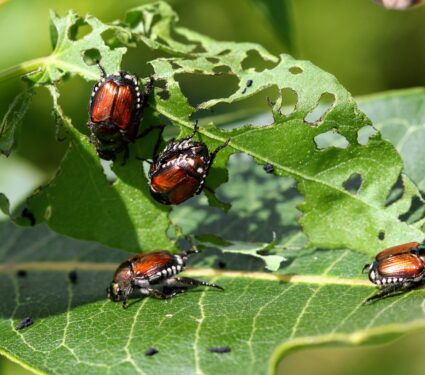 Insect-damage.jpg