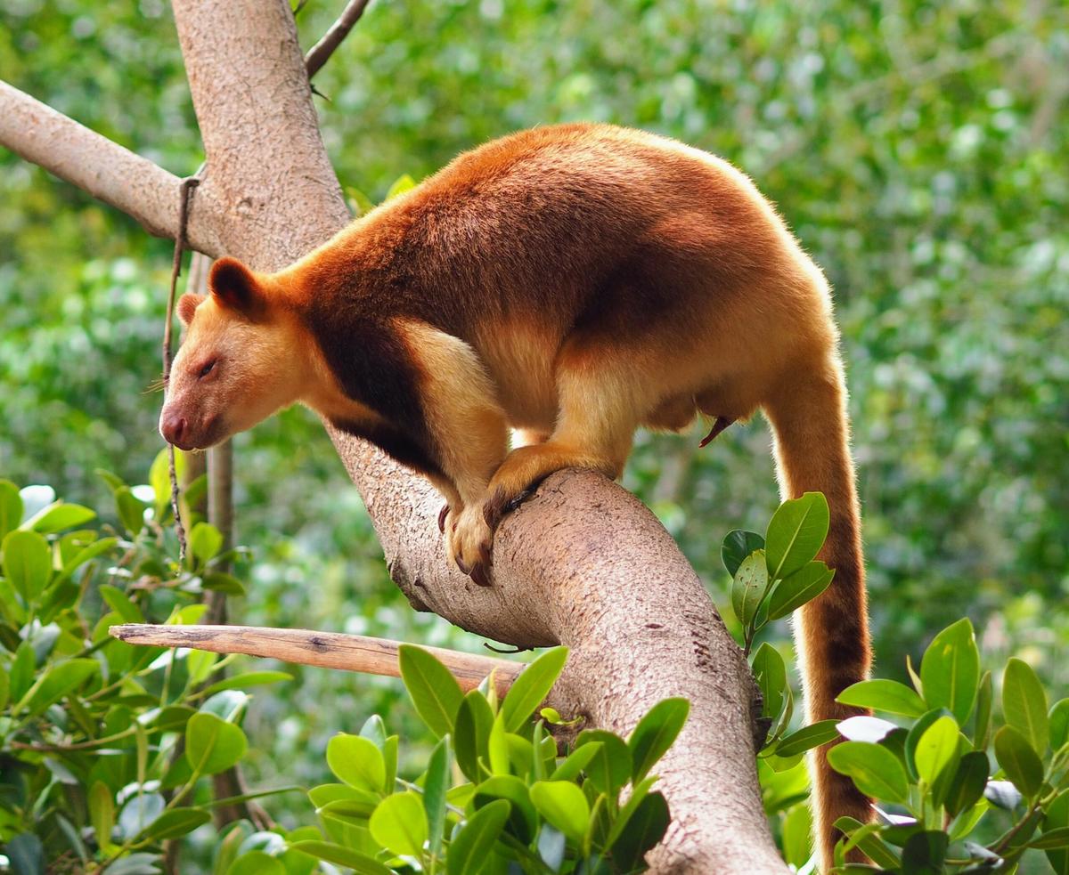Megafauna in New Guinea outlived their Australian relatives