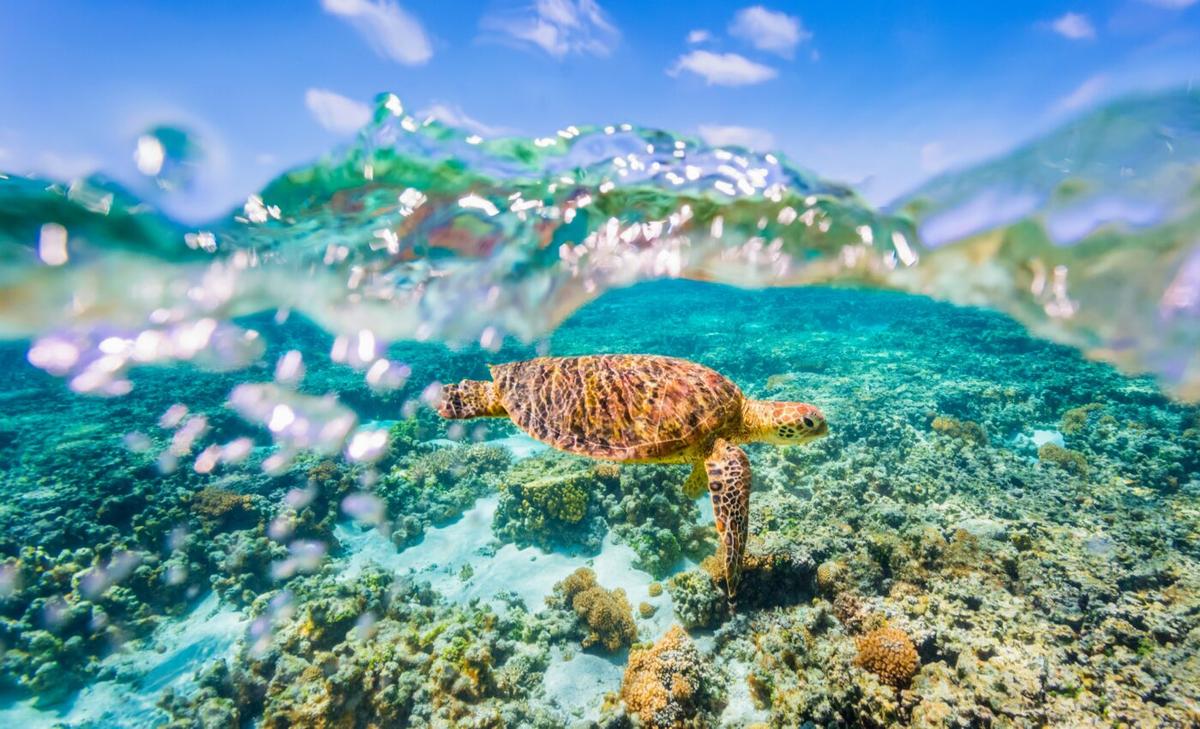 Half of the world’s reefs face unsuitable conditions by 2035