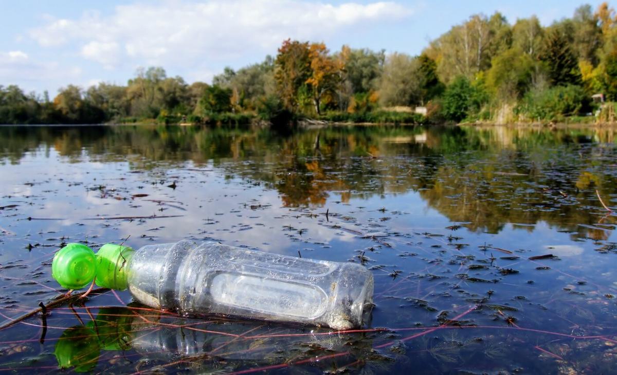 Insect larvae contribute to microplastic pollution