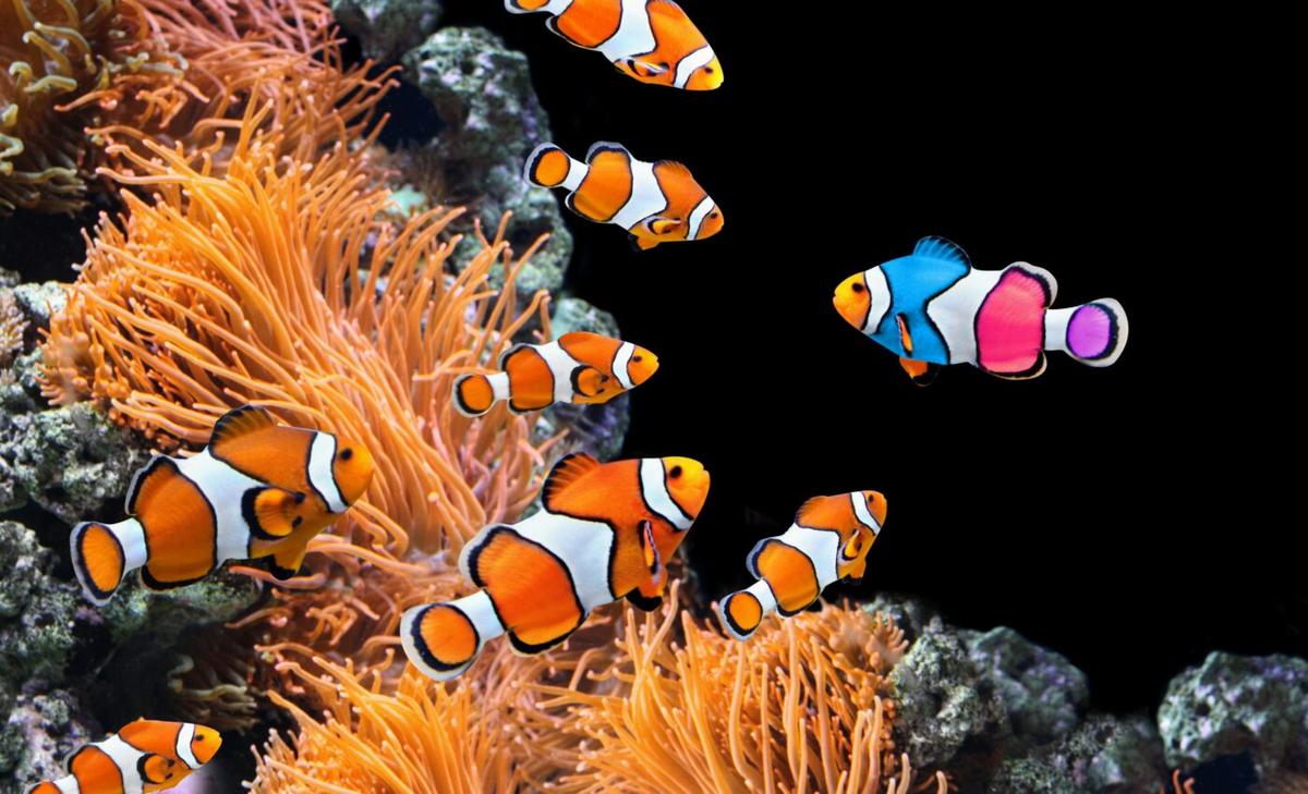 Color patterns influence aggression among reef fish