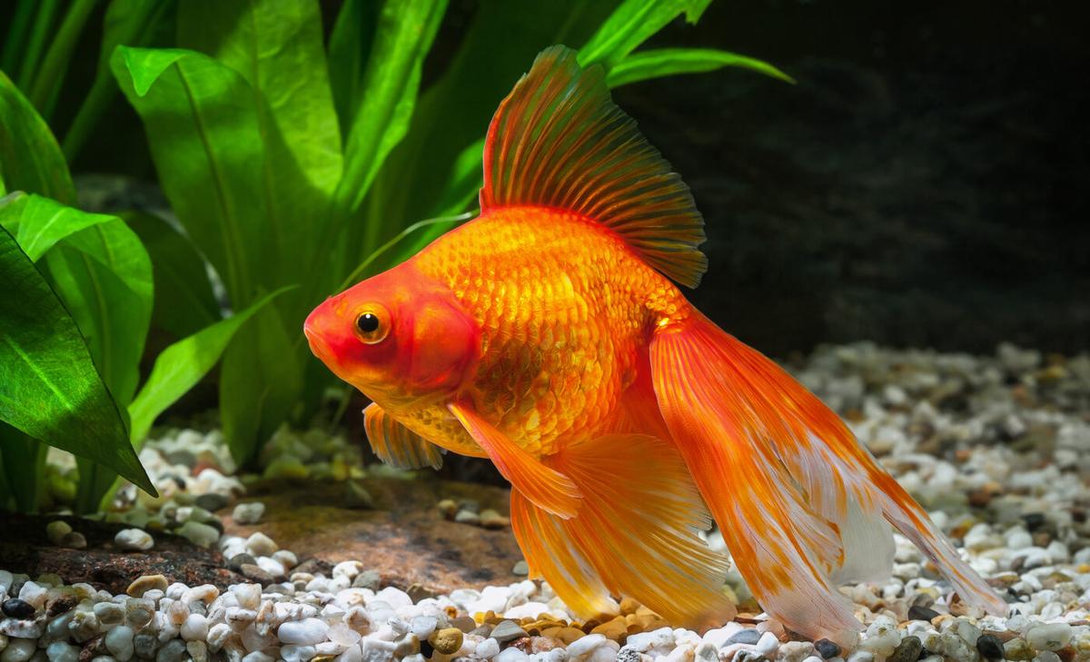 Goldfish use visual cues to judge how far they have traveled