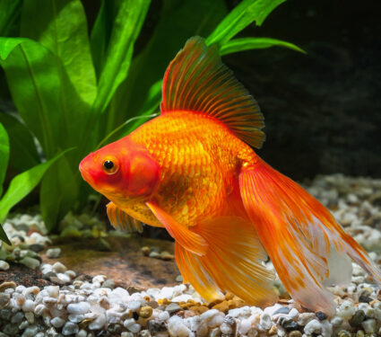 Goldfish,In,Aquarium,With,Green,Plants,,And,Stones