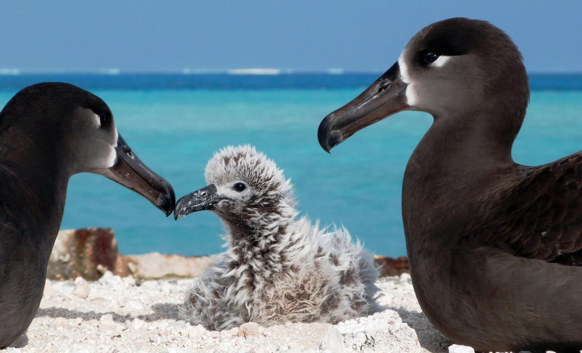 U.S. State of the Birds report reveals widespread losses
