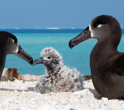 A,Black,Footed,Albatross,Family,Bonds,On,A,Beach,In