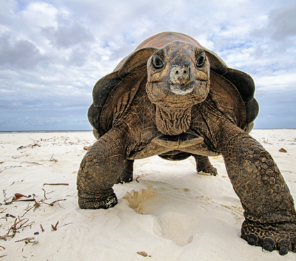 2022/10/Low-Res_beach-tortoise_k.jpg2_.png