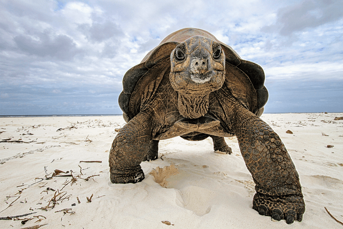 Genetic study will help protect the Aldabra giant tortoise