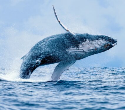 Humpback-Whales.jpg