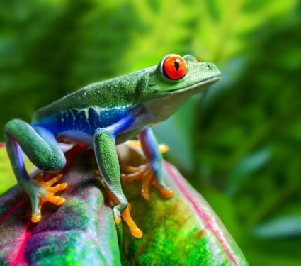 Wildlife-3.jpg