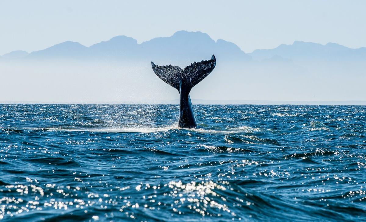 New whale species is already threatened with extinction