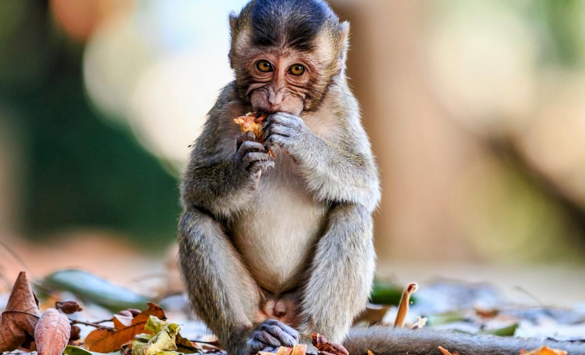 Monkeypox may be sexually transmitted in humans