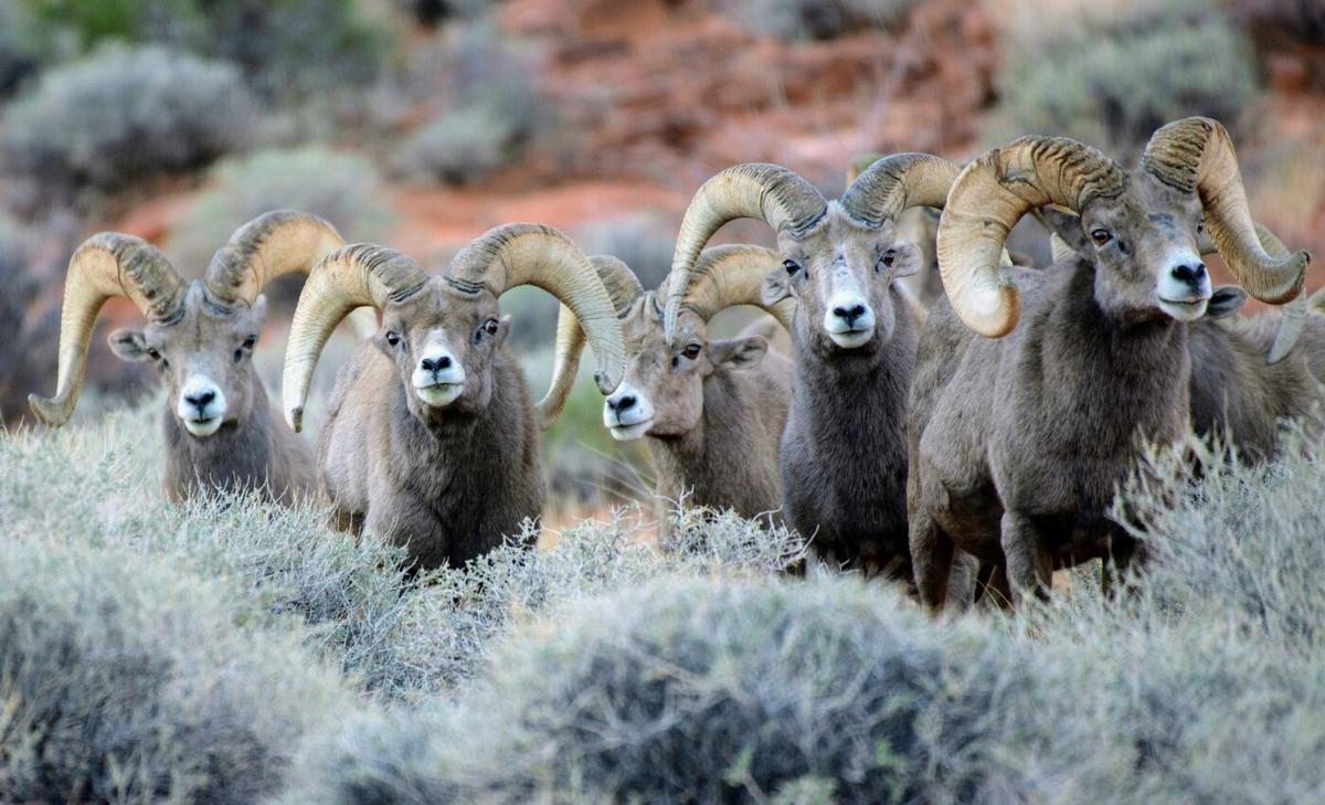 Mammals fight over scarce resources in brutal environments