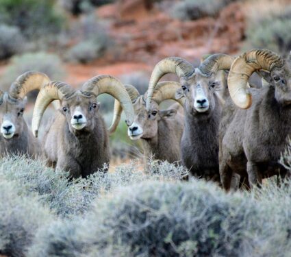Bighorn-sheep.jpg