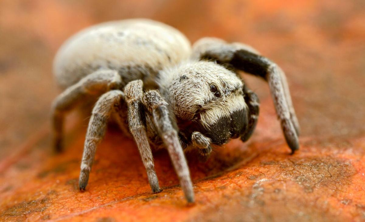 Social spiders have very different hunting strategies