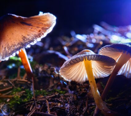 Mushrooms.jpg