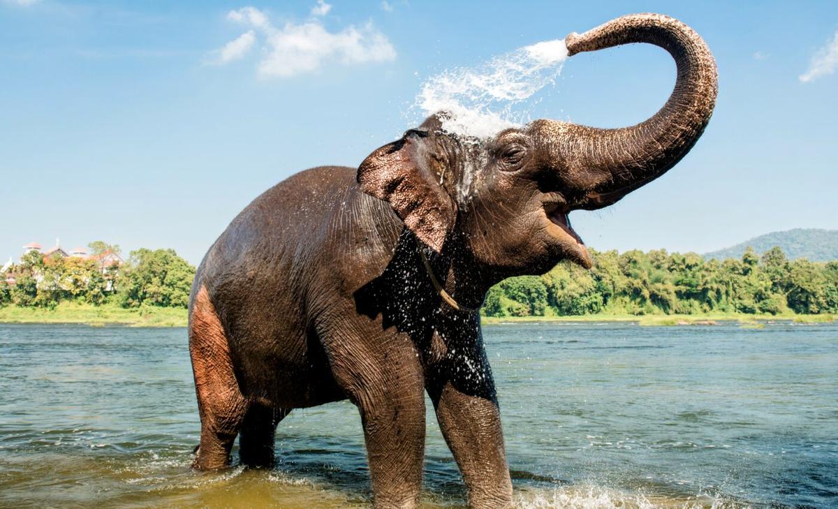 Are protected forest areas valuable to Asian elephants?