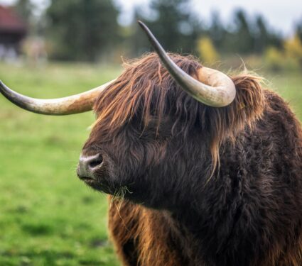 Grazing-animals.jpg