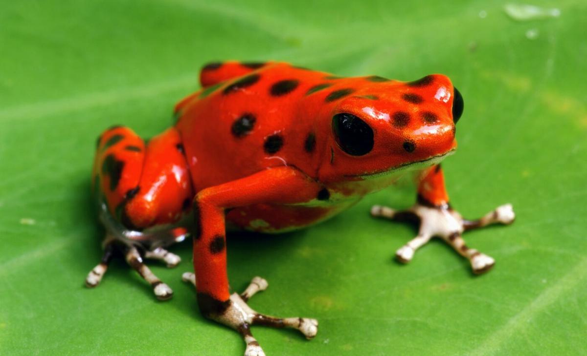 Why did bright colors evolve in the animal kingdom?