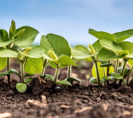 Plant-roots2.jpg