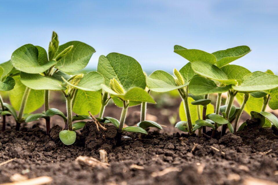 Plants use their roots to sense manganese deficiency