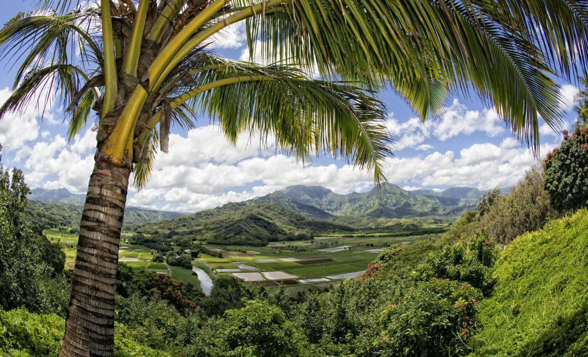 Native fish keep Hawaiian fish ponds under control