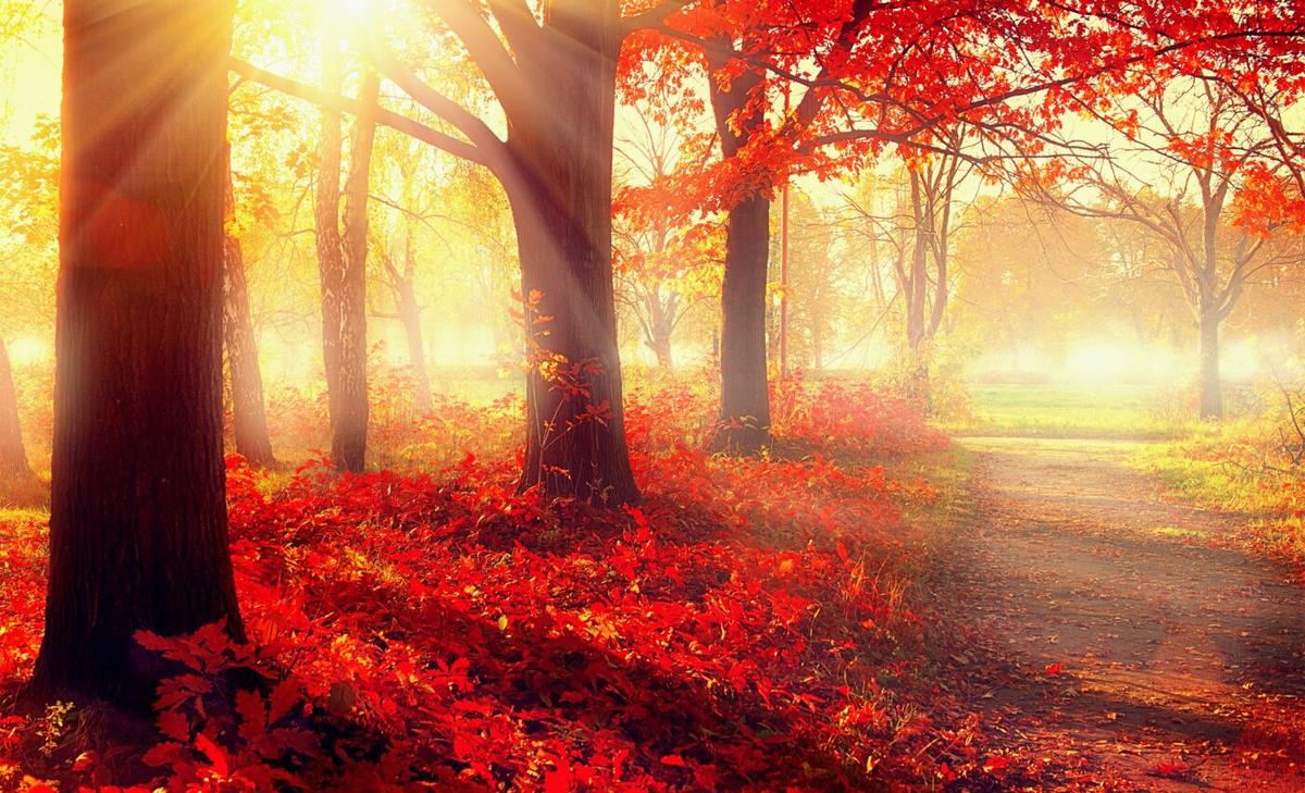Saving old trees can help save the world