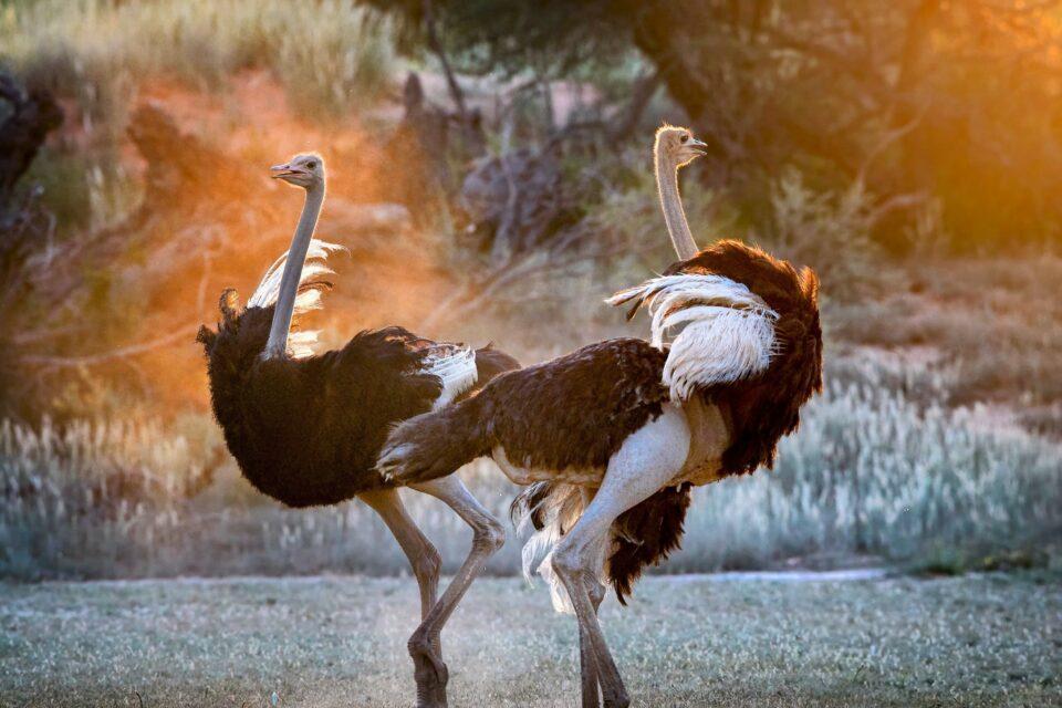 Male ostriches are driven by competition, not cooperation