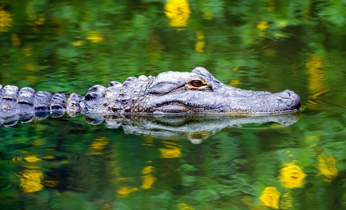 Alligators exposed to PFAS develop autoimmune conditions