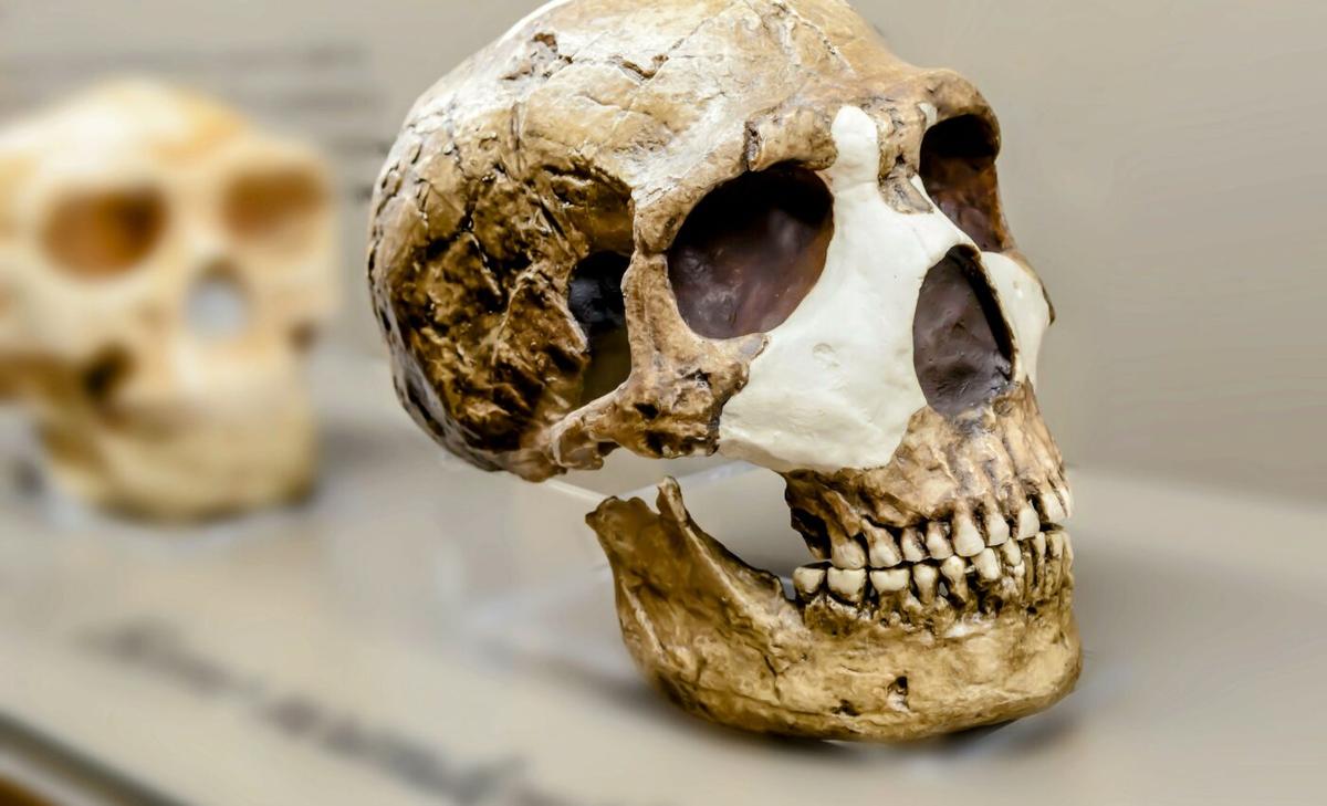Study reveals the structure of Neanderthal communities