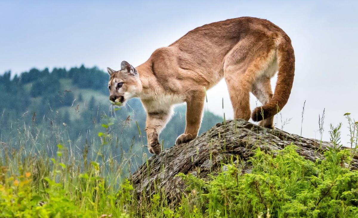 Mountain lions are taking more risks after Woolsey fire