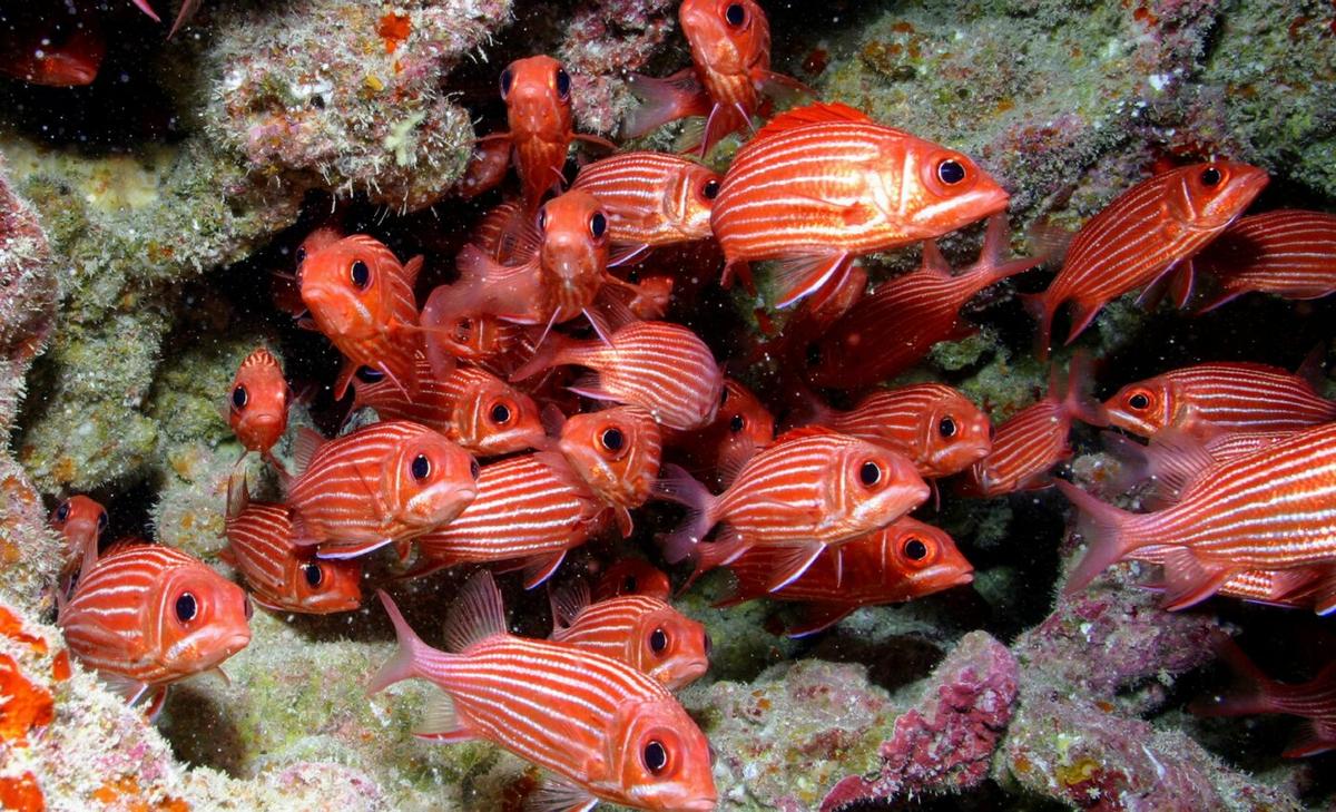 No-fishing zones help iconic fish species recover