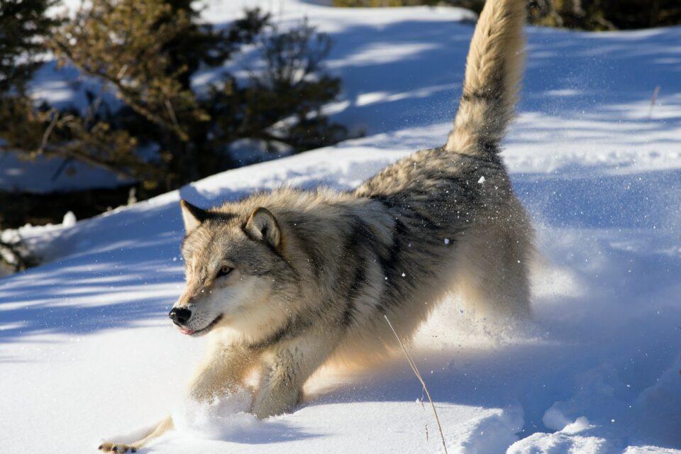 Disease has influenced wolf colors across North America