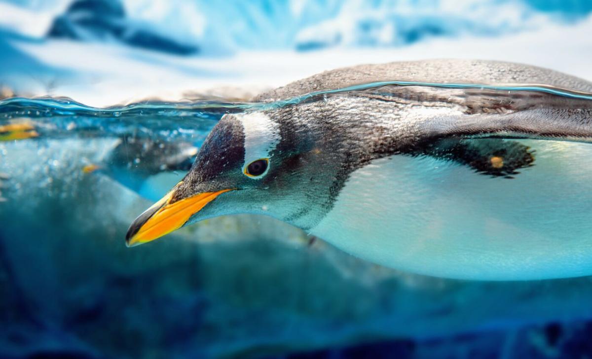 Experts are calling to halt fishing in Antarctica