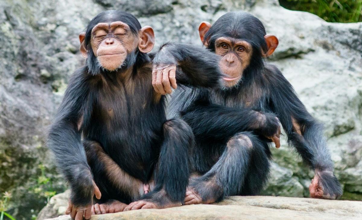 Chimpanzees synchronize their steps when walking together