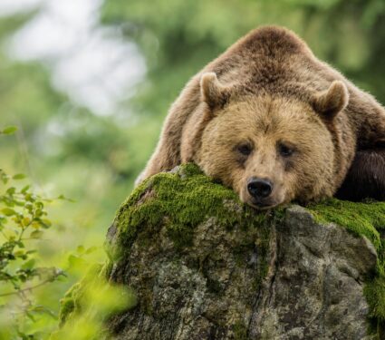 Brown-bears.jpg