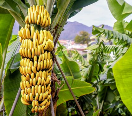 Banana-tree.jpg