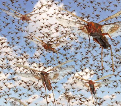Insect-swarms.jpg