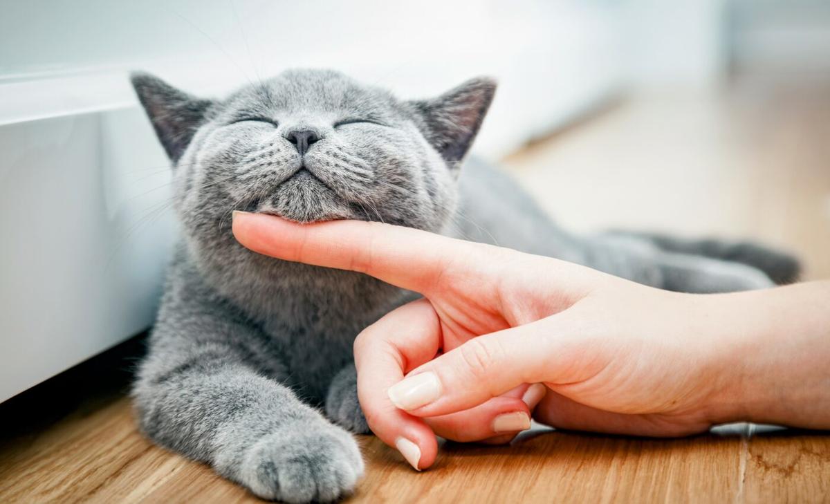 Cats can tell when speech is directed at them