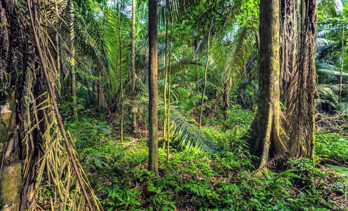 Forests in protected Indigenous lands are healthy and resilient