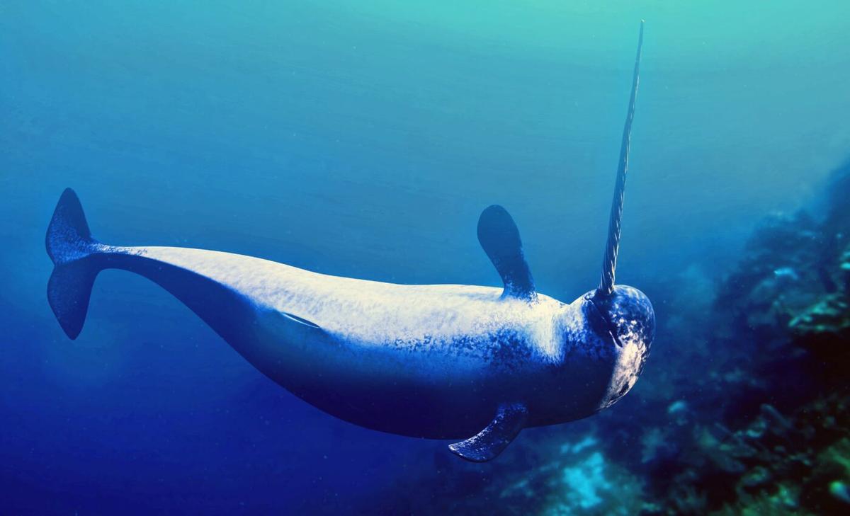 Narwhals are modifying their behavior due to climate change