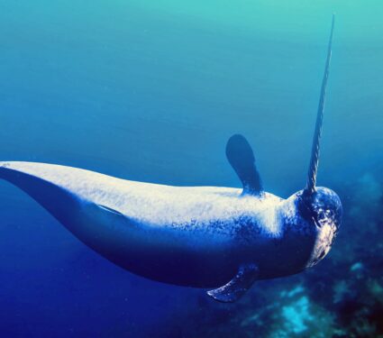 Narwhal.jpg