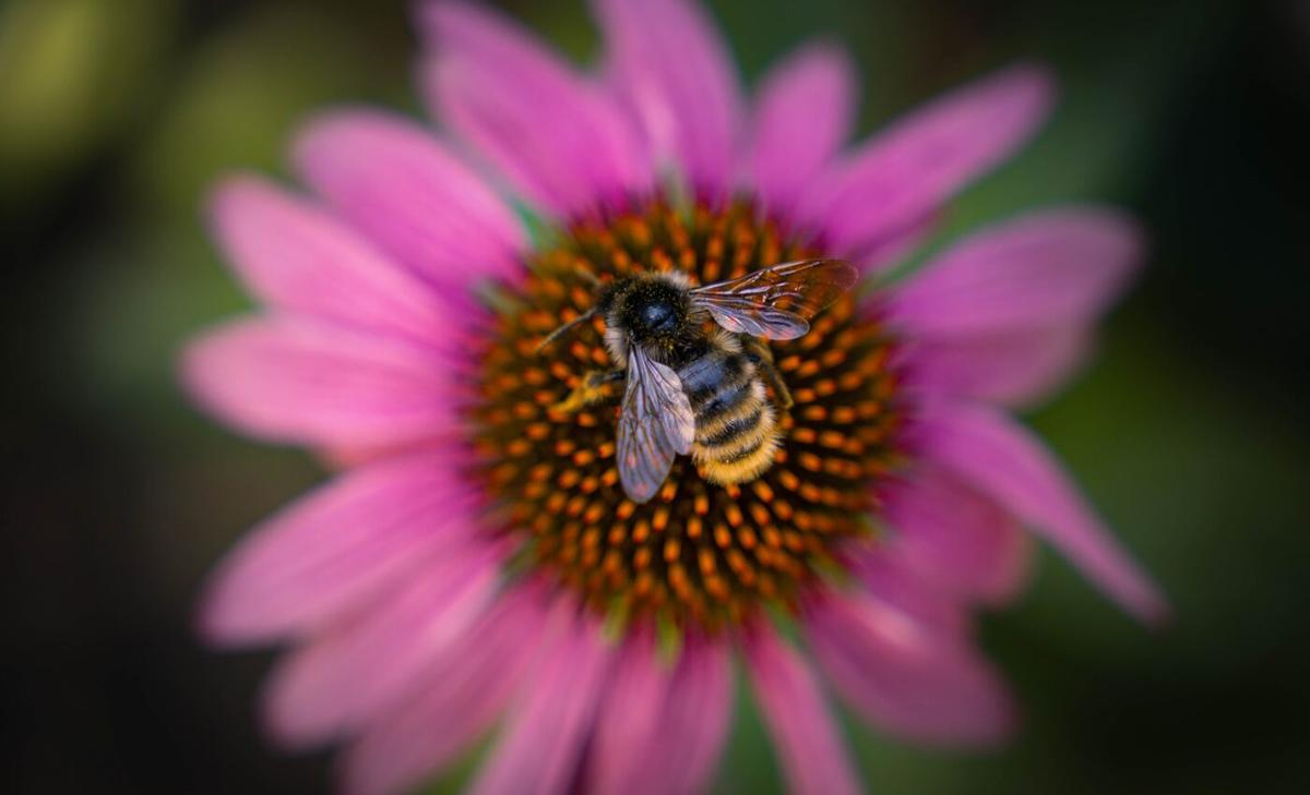 Bumble bees can "play" with objects for fun