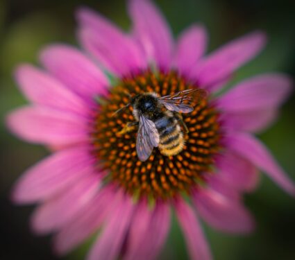 Honey,Bee,Collecting,Pollen,On,Purple,Flower.,Bumblebee,On,A