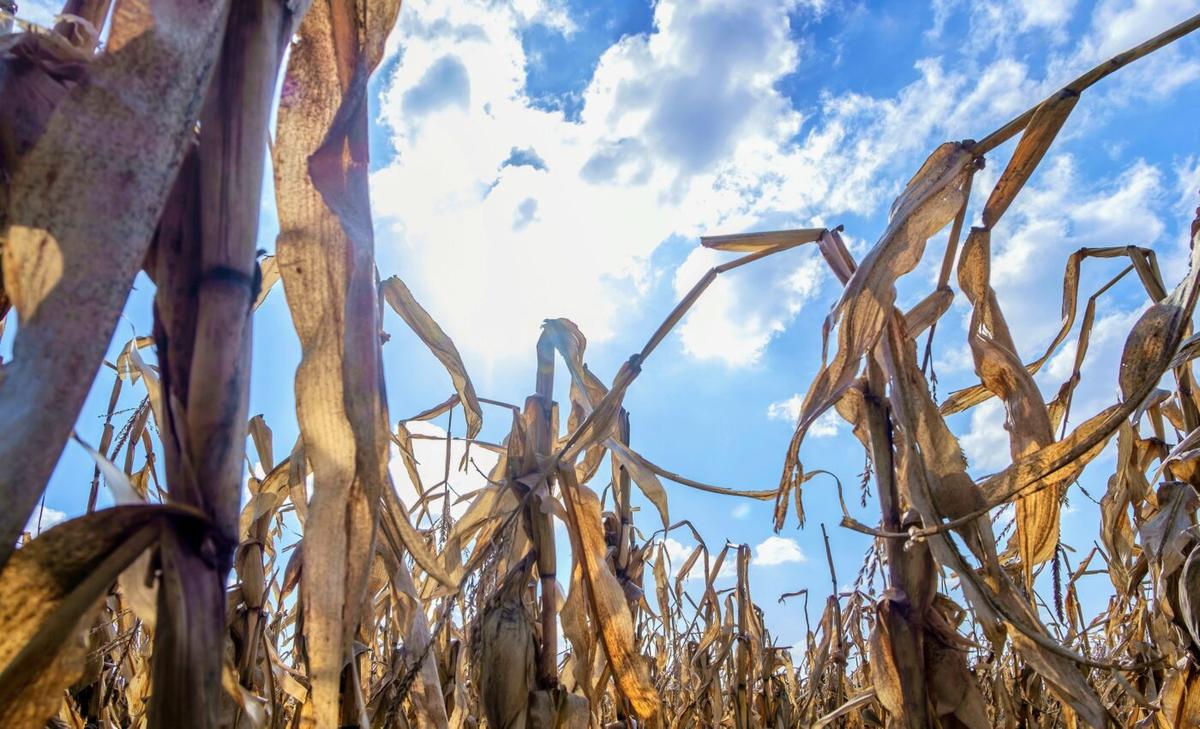 Extreme heatwaves have cost the global economy trillions