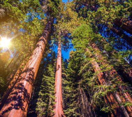 Giant,Sequoias,Forest.,Sequoia,National,Forest,In,California,Sierra,Nevada
