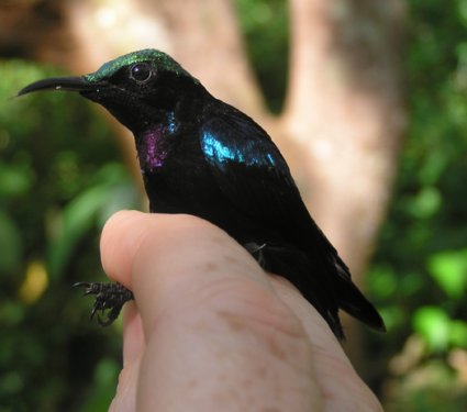 2022/10/Low-Res_BlackSunbird_Male_1.jpg3_.png