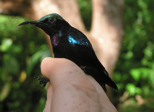 New sunbird species discovered in Indonesia