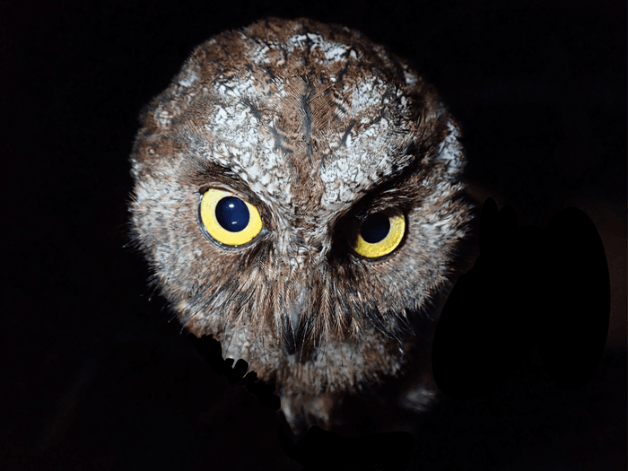New owl species discovered in Africa